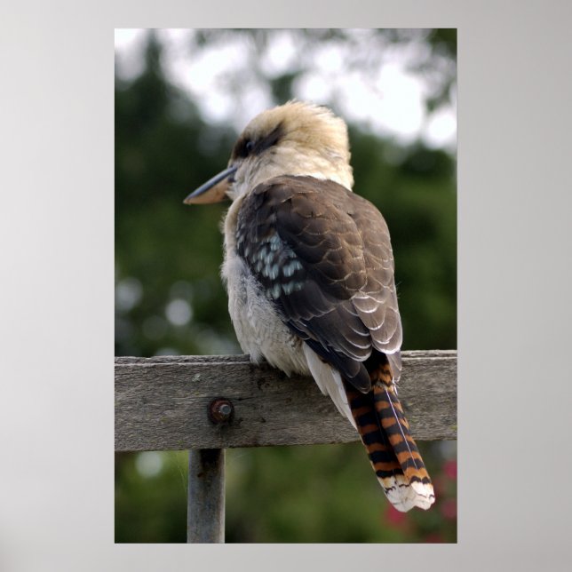 Póster Rindo Kookaburra (Frente)