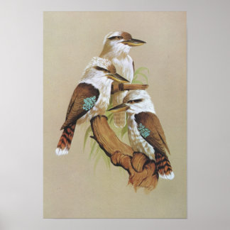 Póster Rindo Kookaburra - Dacelo gigas