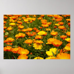 Poster Ringelblume