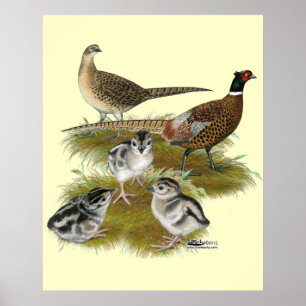 Póster Ringneck Pheasant Family