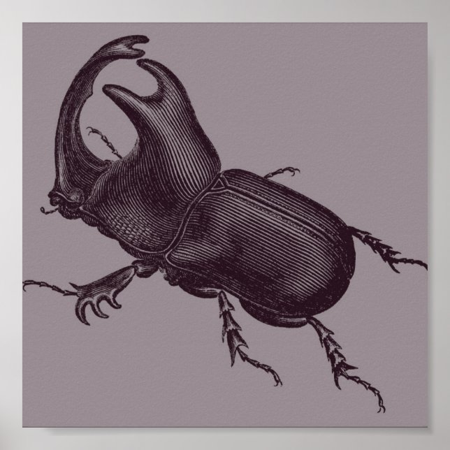 Poster Rino Beetle, Scarabeus Chorinaeus (Frente)