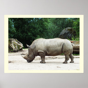Póster Rinoceronte