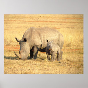 Poster Rinoceronte-branco na áfrica