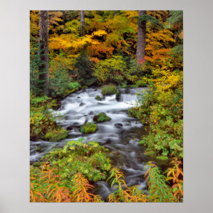 Póster Rio através da floresta, Outono, Oregon