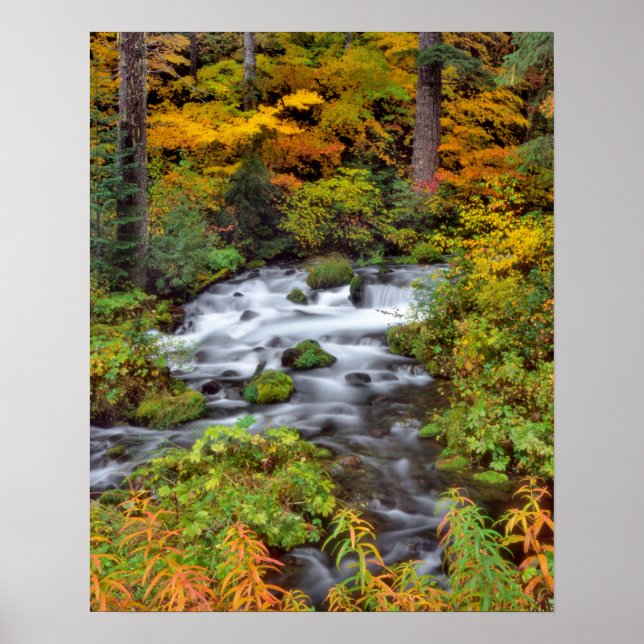 Póster Rio através da floresta, Outono, Oregon (Frente)