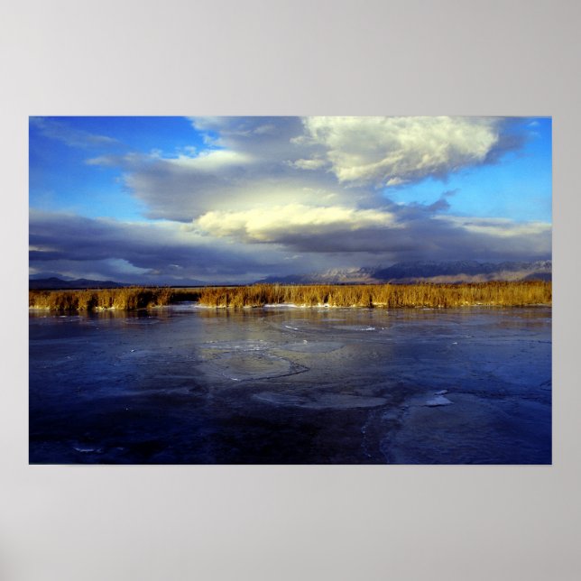 Póster Rio Bear (Frente)