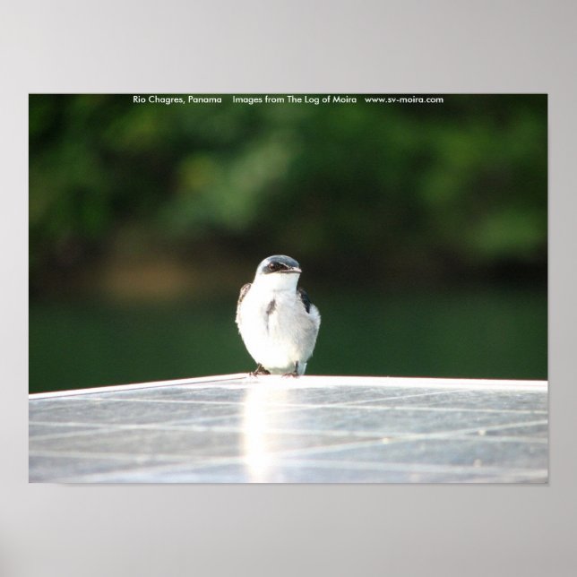 Poster Rio Chagres, Panamá (Frente)