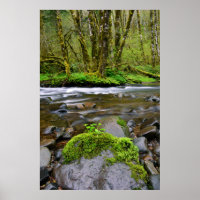 Rio em floresta verde, Oregon