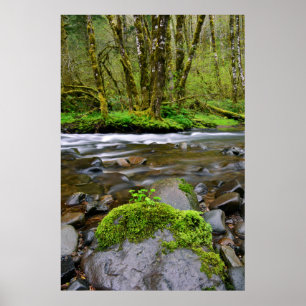 Póster Rio em floresta verde, Oregon