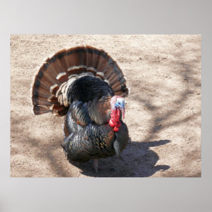Poster Rio Grande Wild Turkey