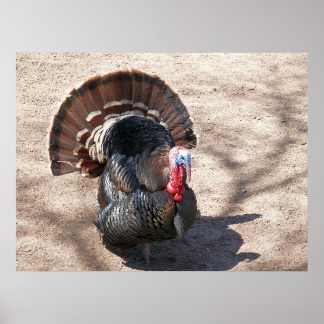 Poster Rio Grande Wild Turkey (Frente)