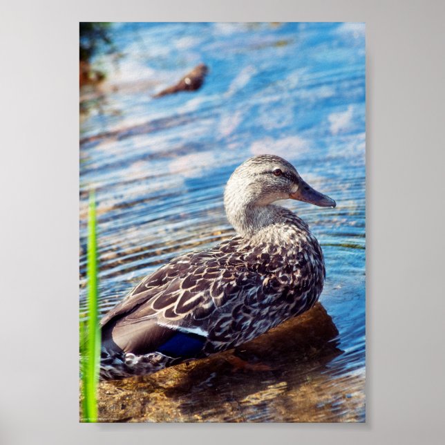 Poster Ripples de Discagem (Frente)