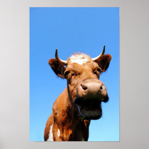 Poster Rir vaca