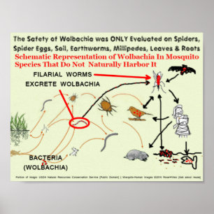 Poster Riscos Wolbachia-Contaminados do mosquito por