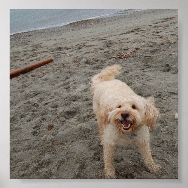 Poster riso2 (Frente)