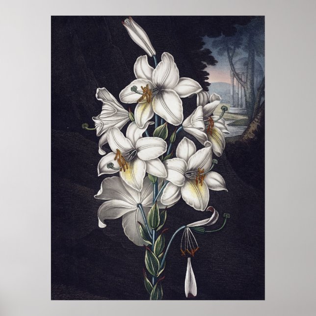 Póster RJ Thornton - A Lily Branca (Frente)