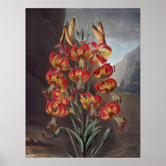 Póster RJ Thornton - A Lily Supurb