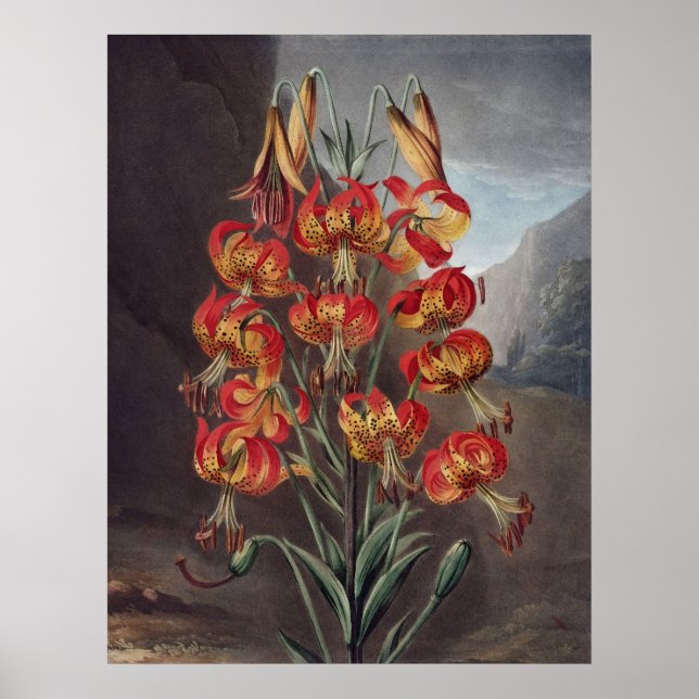 Póster RJ Thornton - A Lily Supurb (Frente)