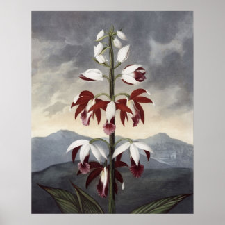 Póster RJ Thornton - A Orquídea do Limodoron na China