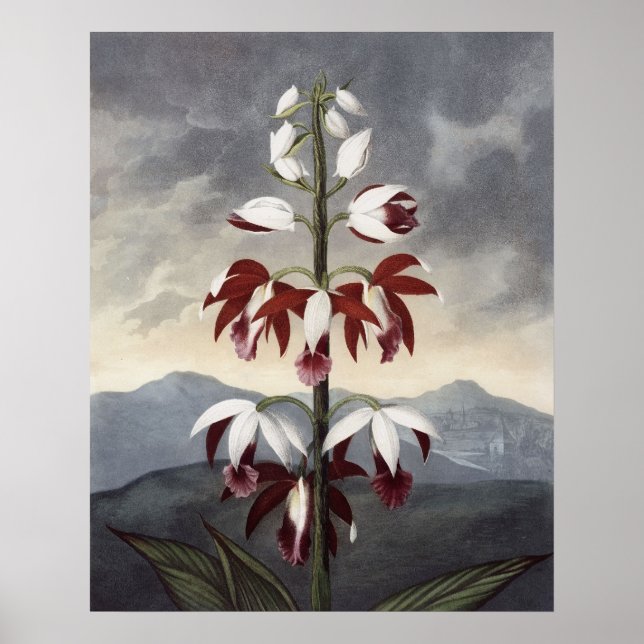 Póster RJ Thornton - A Orquídea do Limodoron na China (Frente)