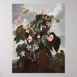 Poster RJ Thornton - Begonia Oblíqua