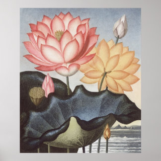 Poster RJ Thornton - O Sagrado Bean Egípcio - Lotus