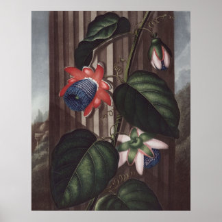 Póster RJ Thornton - Paixão-flor-asas
