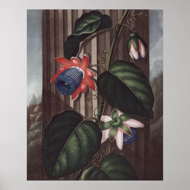 Póster RJ Thornton - Paixão-flor-asas (Frente)
