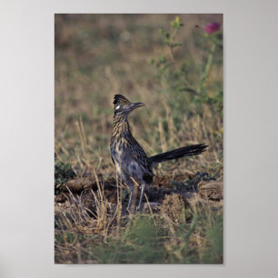 Póster Roadrunner