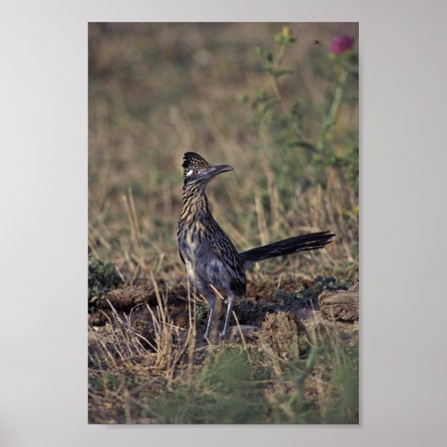 Póster Roadrunner (Frente)