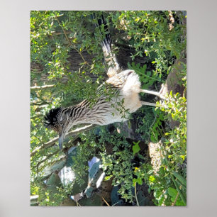 Poster Roadrunner na paisagem Arizona