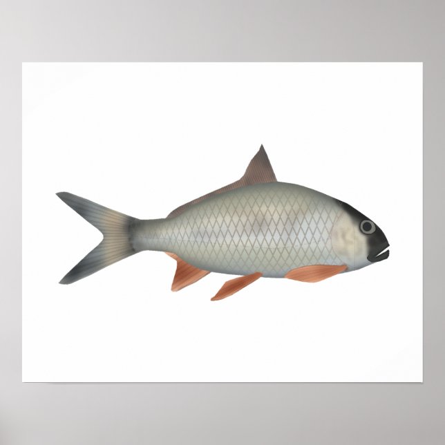 Poster Robalo Assamês (Frente)