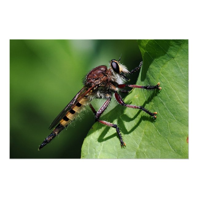 Póster Robber Fly (Frente)