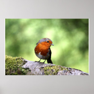 Poster Robbin Redbreast
