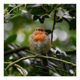 Póster Robin
