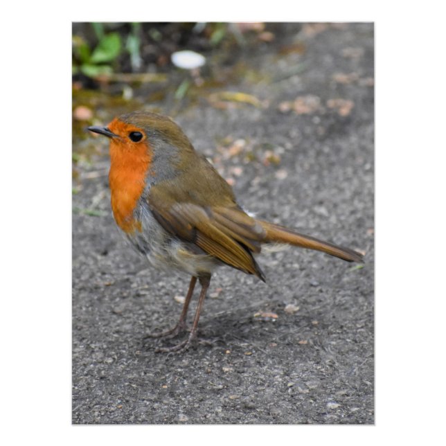 Póster Robin (Frente)