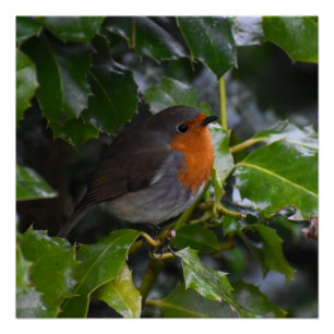 Póster Robin