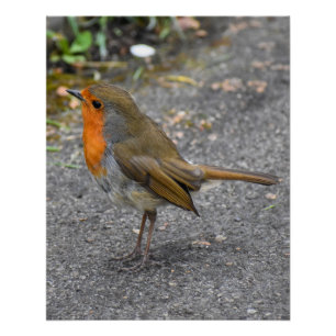 Póster Robin