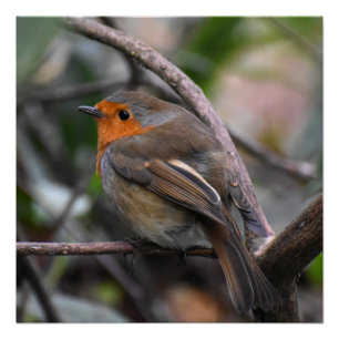 Póster Robin