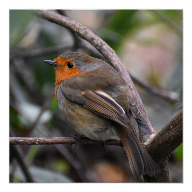 Póster Robin (Frente)