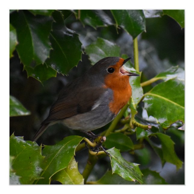 Póster Robin (Frente)