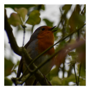 Póster Robin