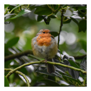 Póster Robin