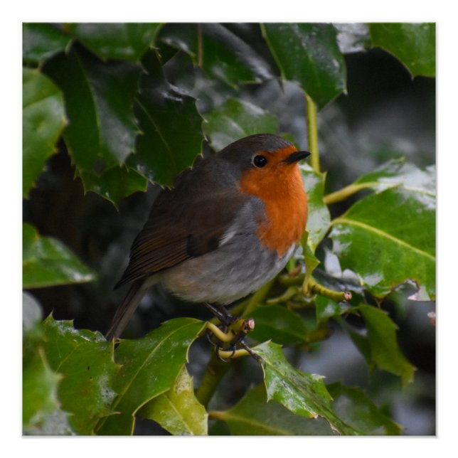 Póster Robin (Frente)