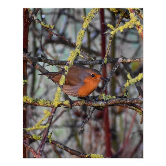 Póster Robin (Frente)