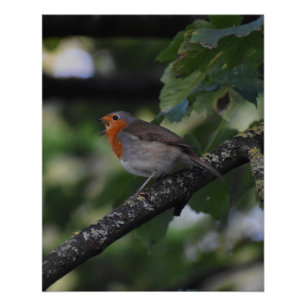 Póster Robin