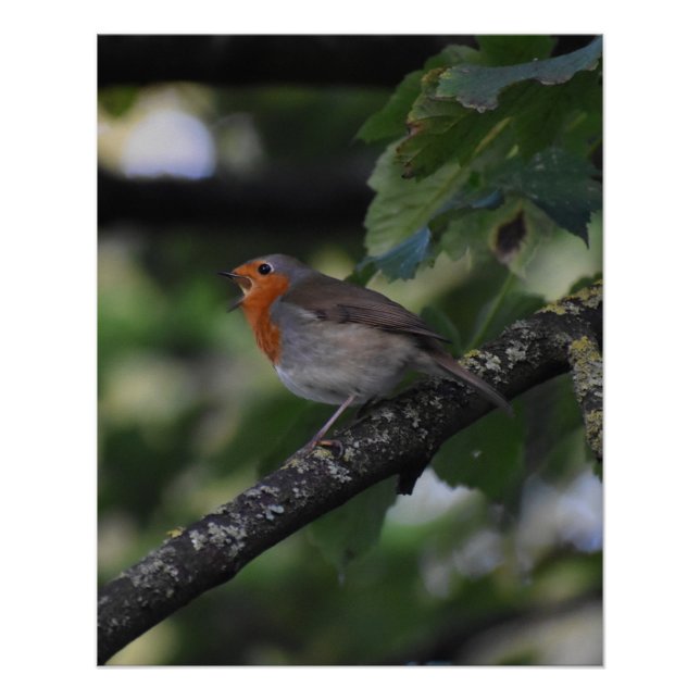 Póster Robin (Frente)