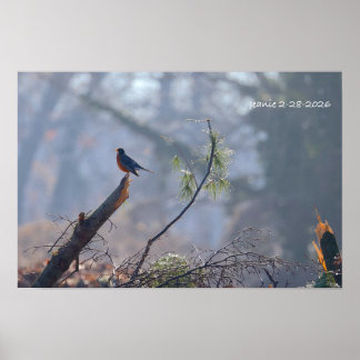 Poster Robin