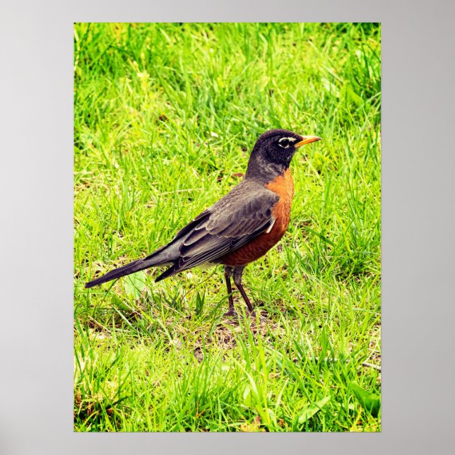 Poster Robin Americano (Frente)