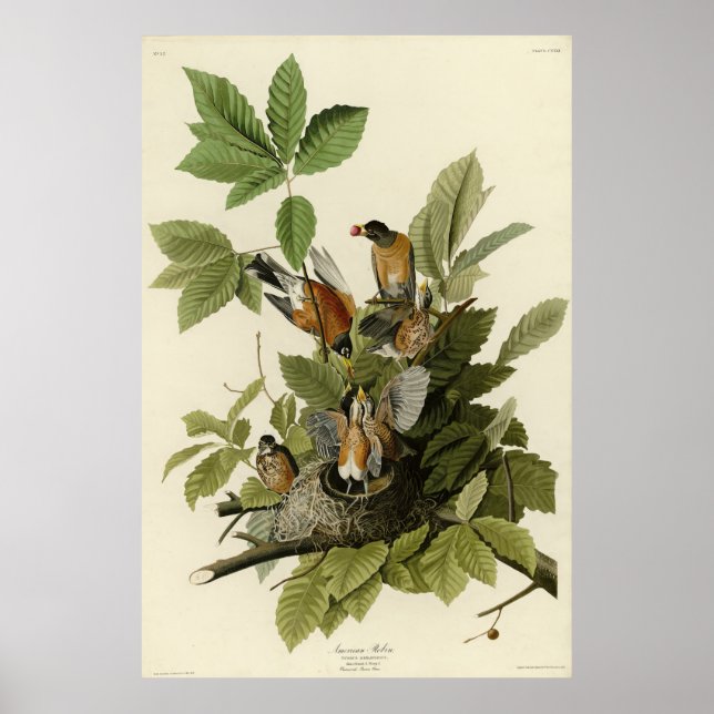 Poster Robin Americano das Aves da América de Audubon (Frente)